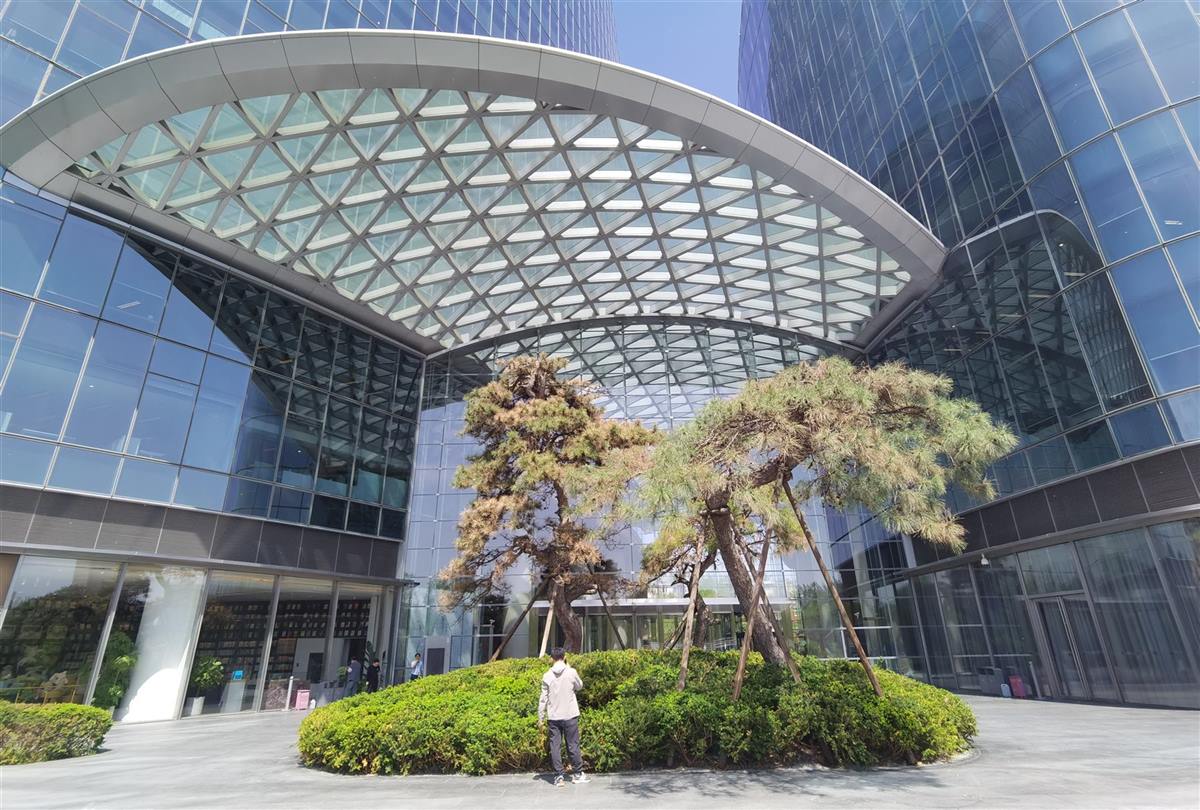 启皓中心主入口广场与松树花坛实景